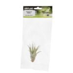 PR Airplant Med Brachycaulos multiflora