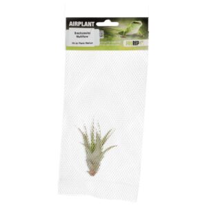 PR Airplant Med Brachycaulos multiflora