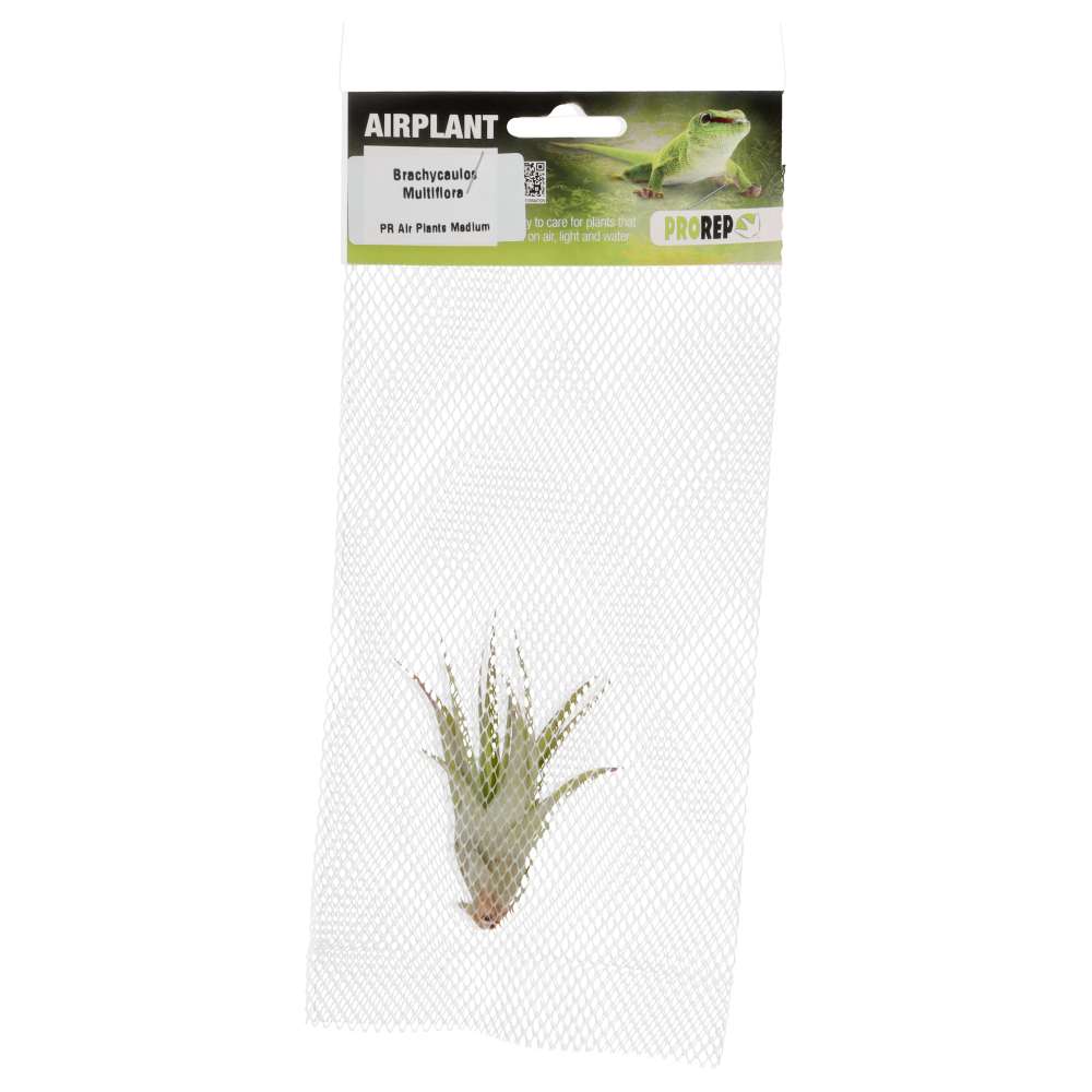 PR Airplant Med Brachycaulos multiflora