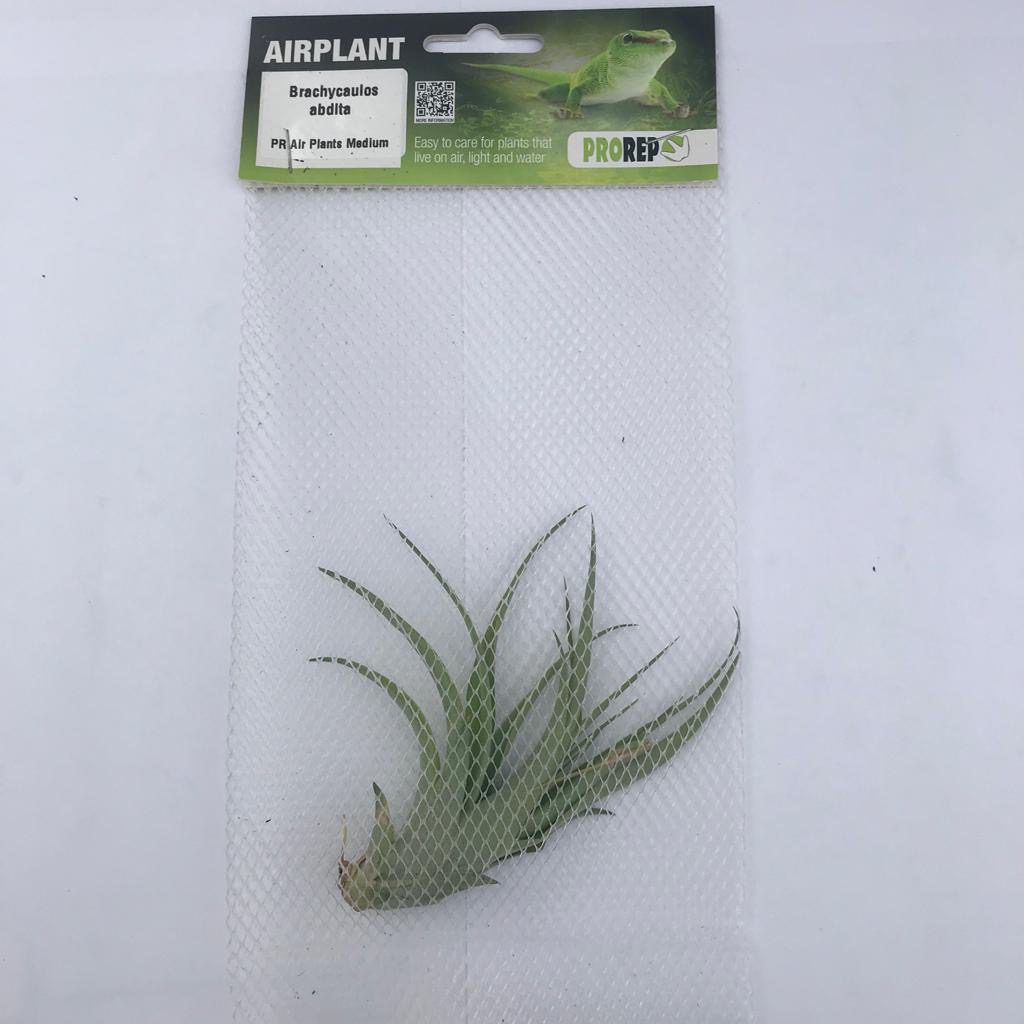 PR Airplant Medium brachycaulos abdita