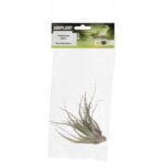 PR Airplant Medium brachycaulos abdita