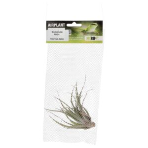 PR Airplant Medium brachycaulos abdita