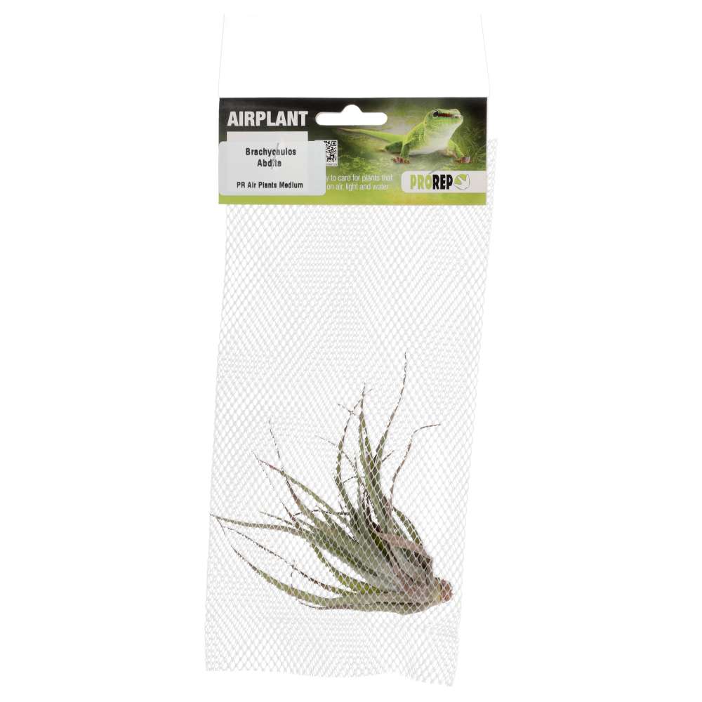 PR Airplant Medium brachycaulos abdita