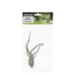 PR Airplant Medium Caput Medusae