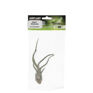 PR Airplant Medium Caput Medusae