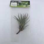 PR Airplant Med. Melanocrater tricolor