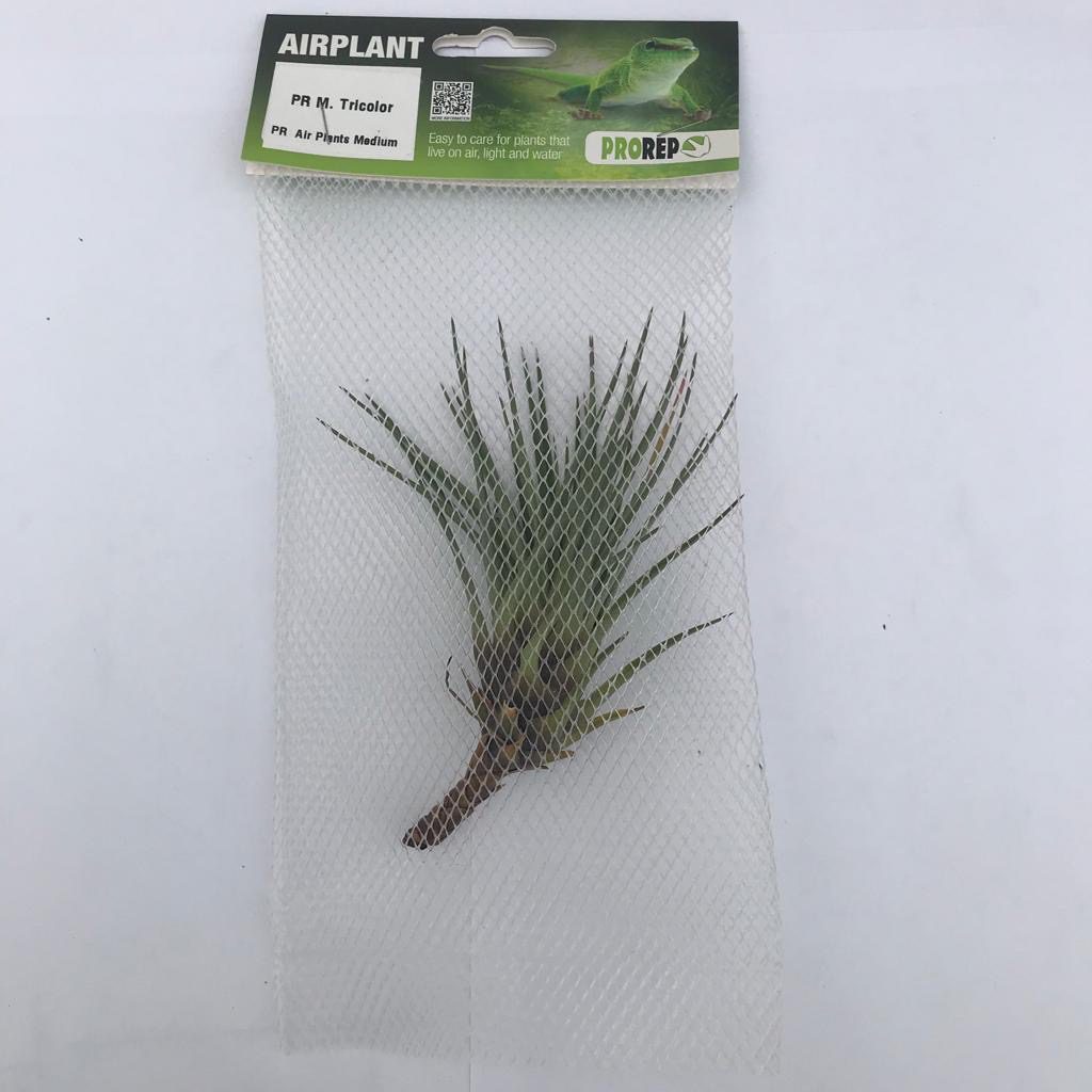 PR Airplant Med. Melanocrater tricolor PR Airplant Med. Melanocrater tricolor