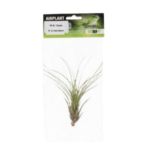 PR Airplant Med. Melanocrater tricolor