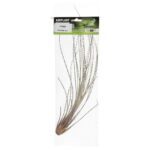 PR Airplant Large Juncea