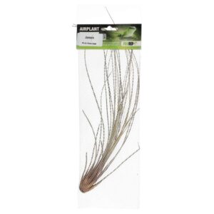 PR Airplant Large Juncea