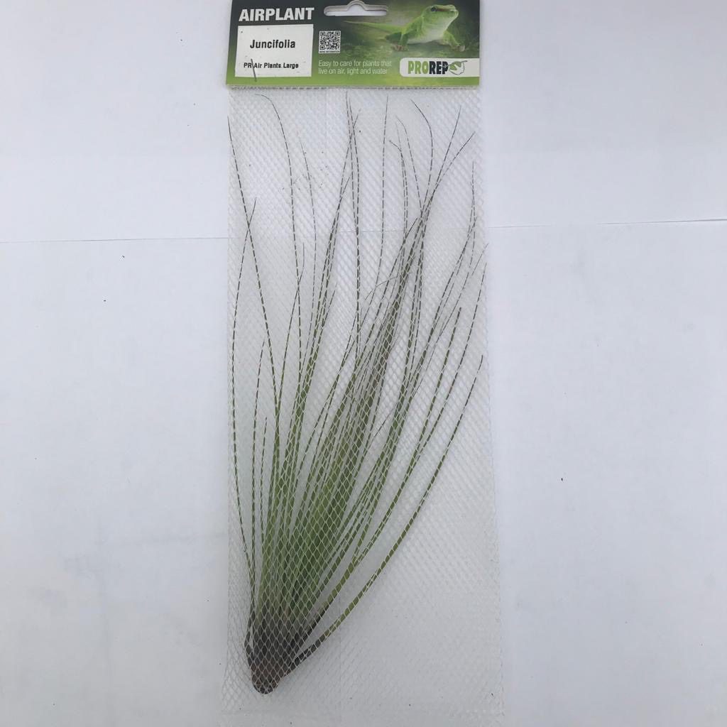 PR Airplant Large Juncifolia PR Airplant Large Juncifolia