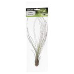 PR Airplant Large Juncifolia