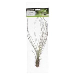 PR Airplant Large Juncifolia