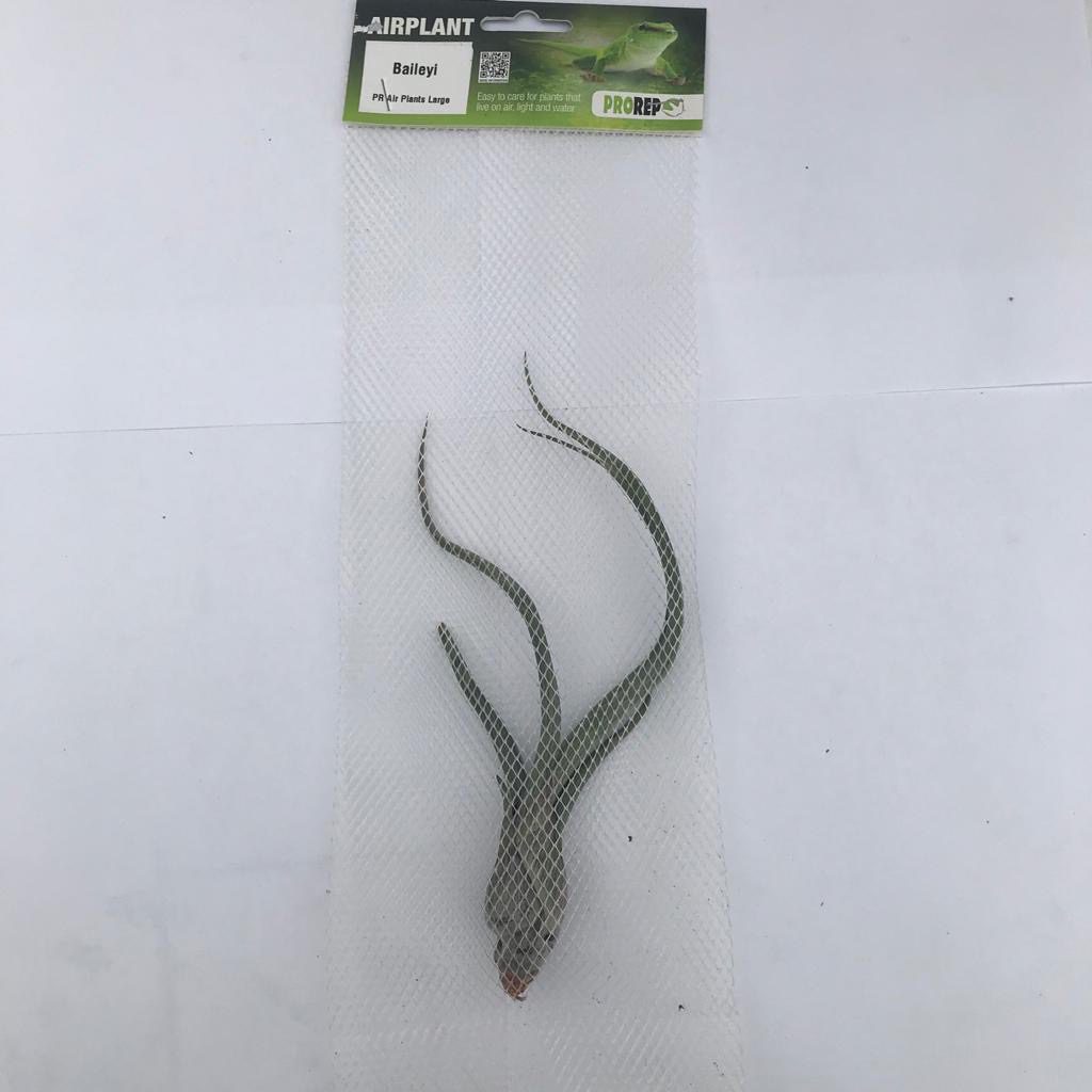 PR Airplant Large Baileyi