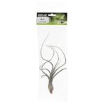 PR Airplant Large Baileyi