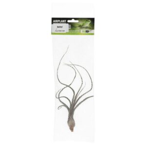 PR Airplant Large Baileyi