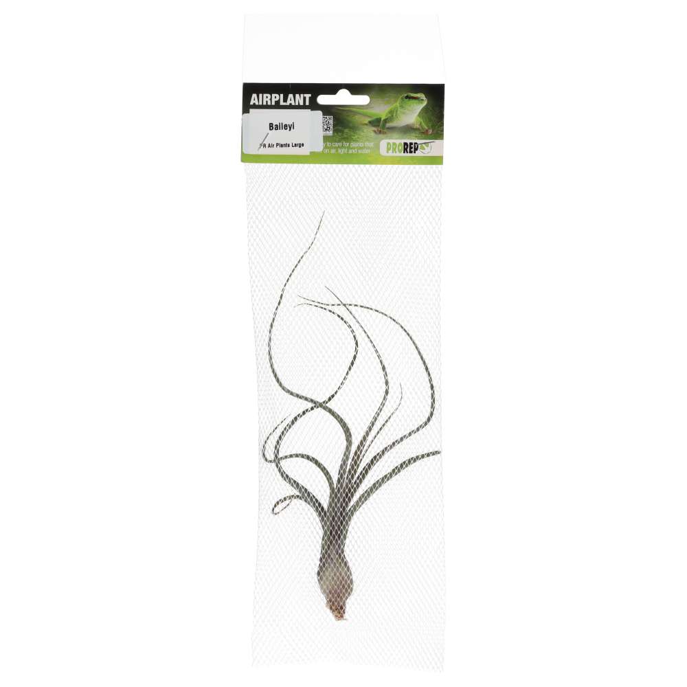 PR Airplant Large Baileyi