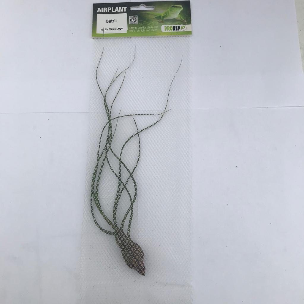 PR Airplant Large Butzii PR Airplant Large Butzii