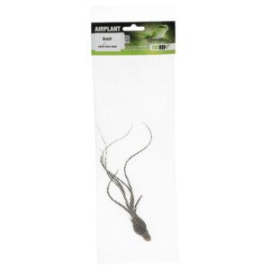 PR Airplant Large Butzii