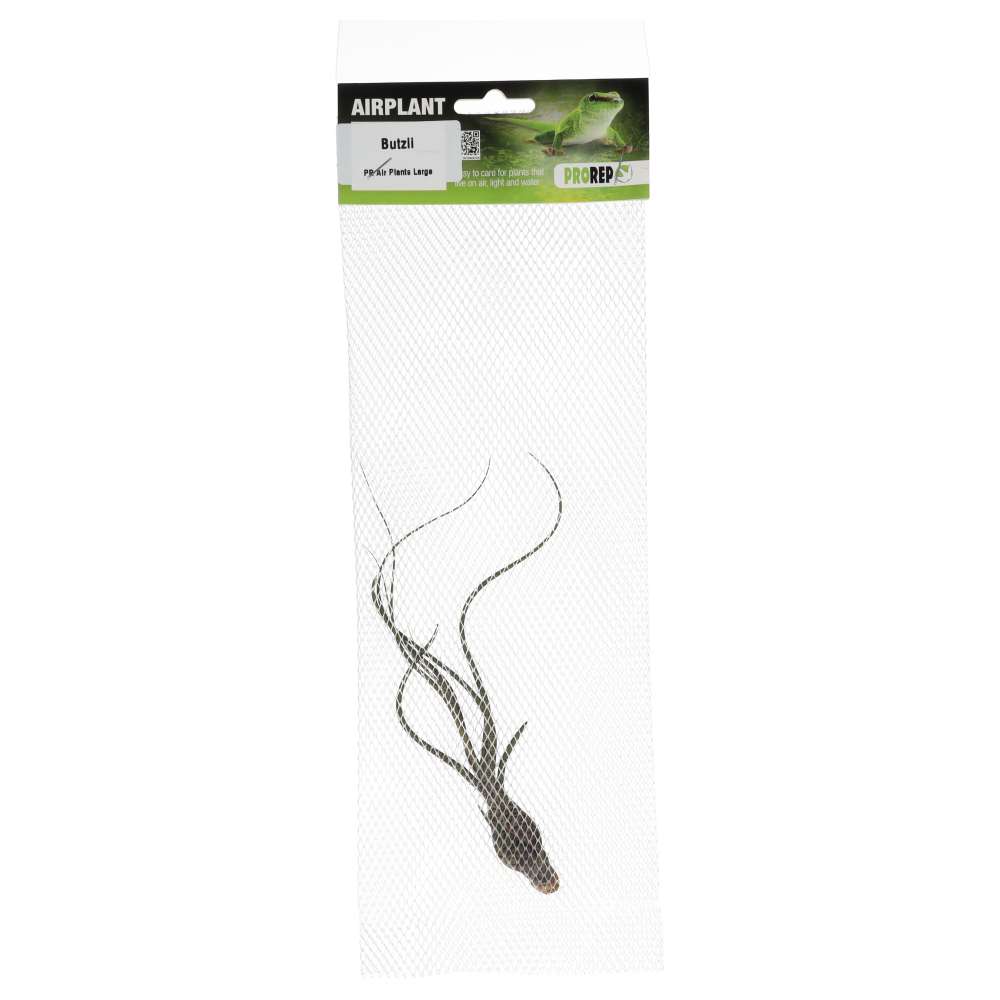 PR Airplant Large Butzii