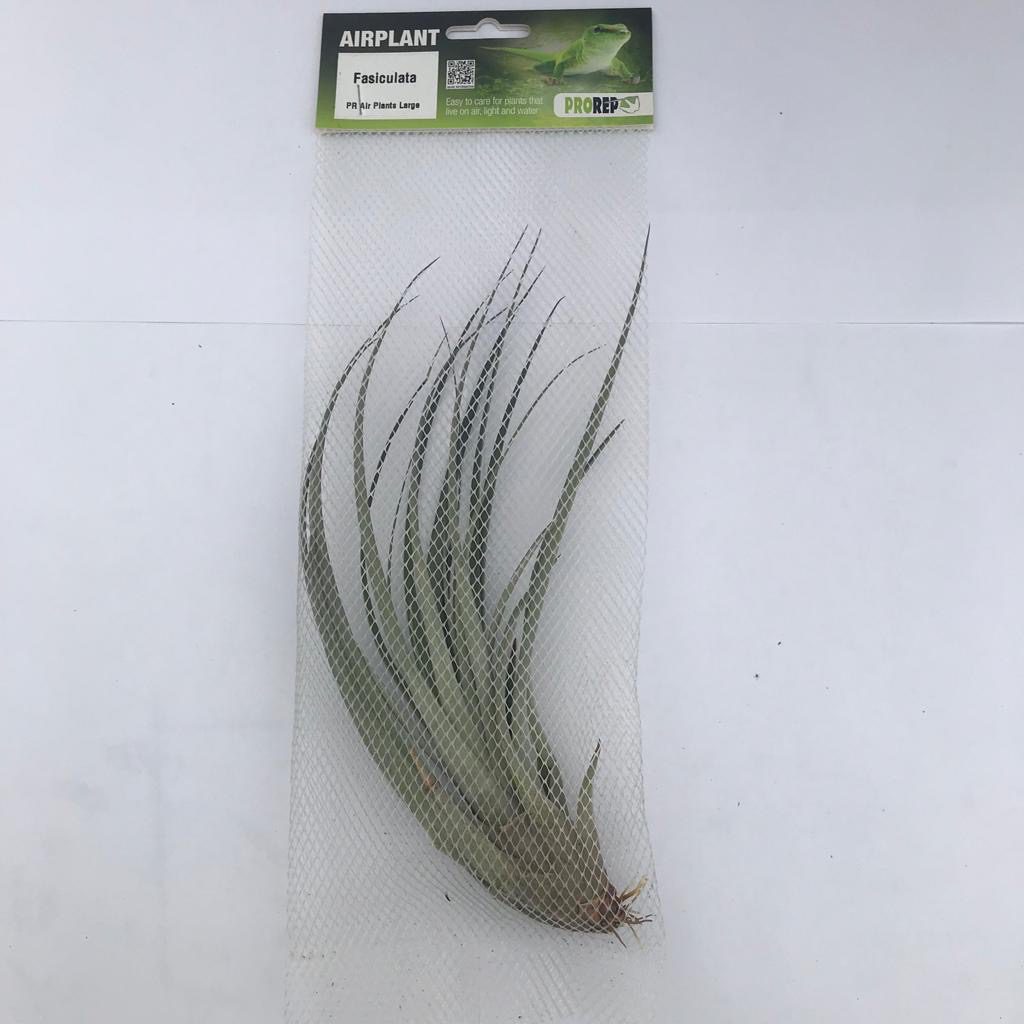 PR Airplant Large Fasiculata PR Airplant Large Fasiculata