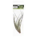 PR Airplant Large Fasiculata