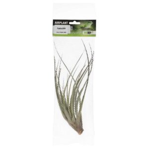 PR Airplant Large Fasiculata