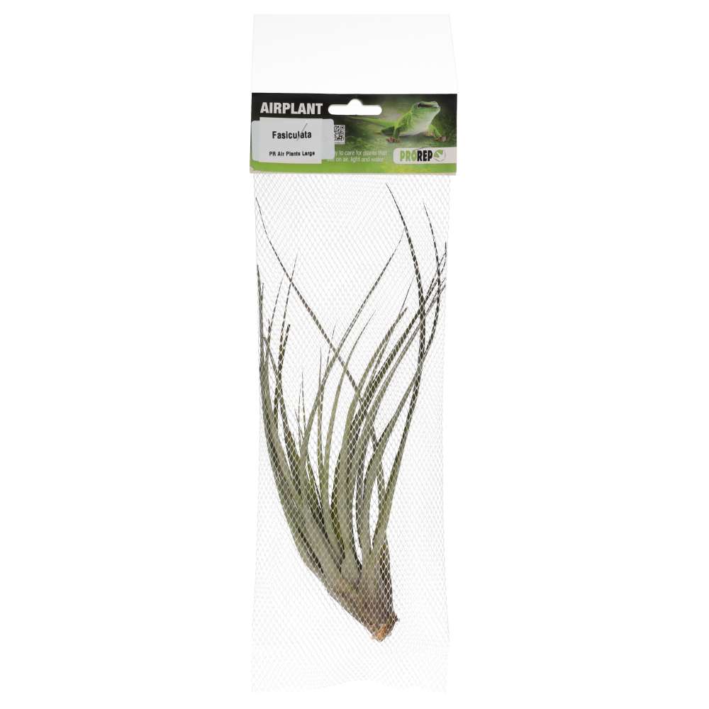 PR Airplant Large Fasiculata