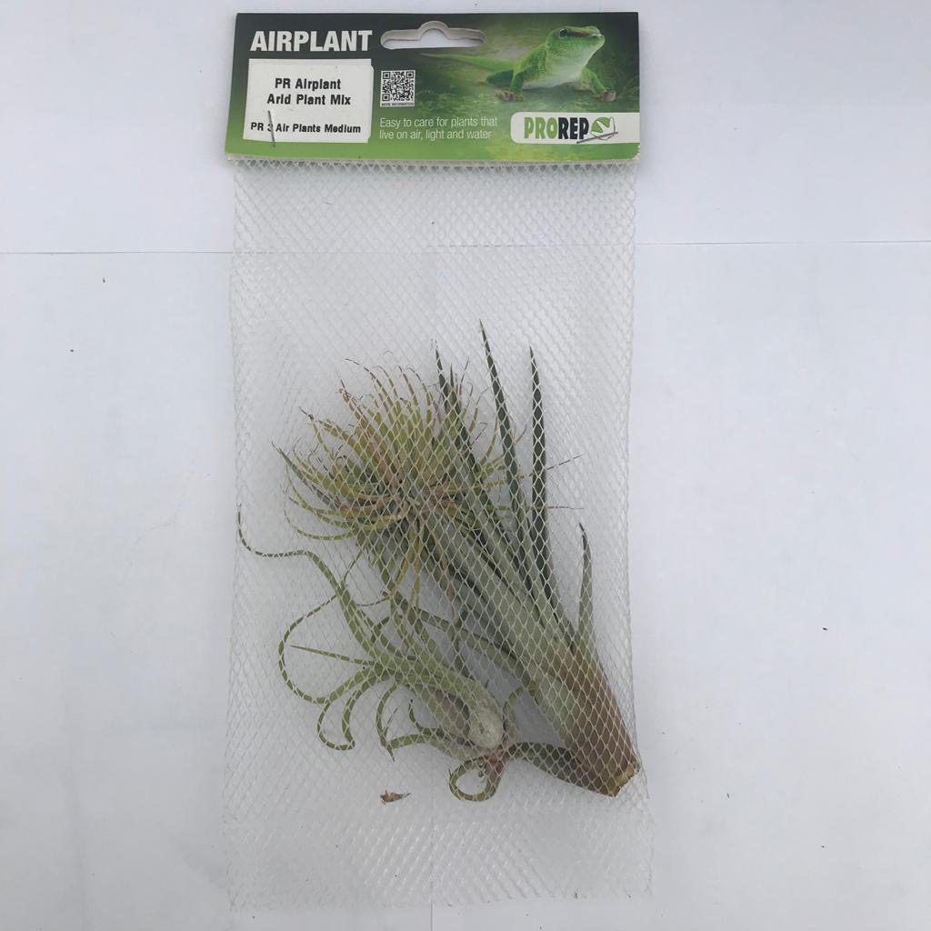 PR Airplant Arid Plant Mix (3 medium plants) PR Airplant Arid Plant Mix (3 medium plants)