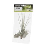PR Airplant Arid Plant Mix (3 medium plants)