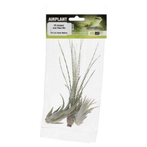 PR Airplant Arid Plant Mix (3 medium plants)