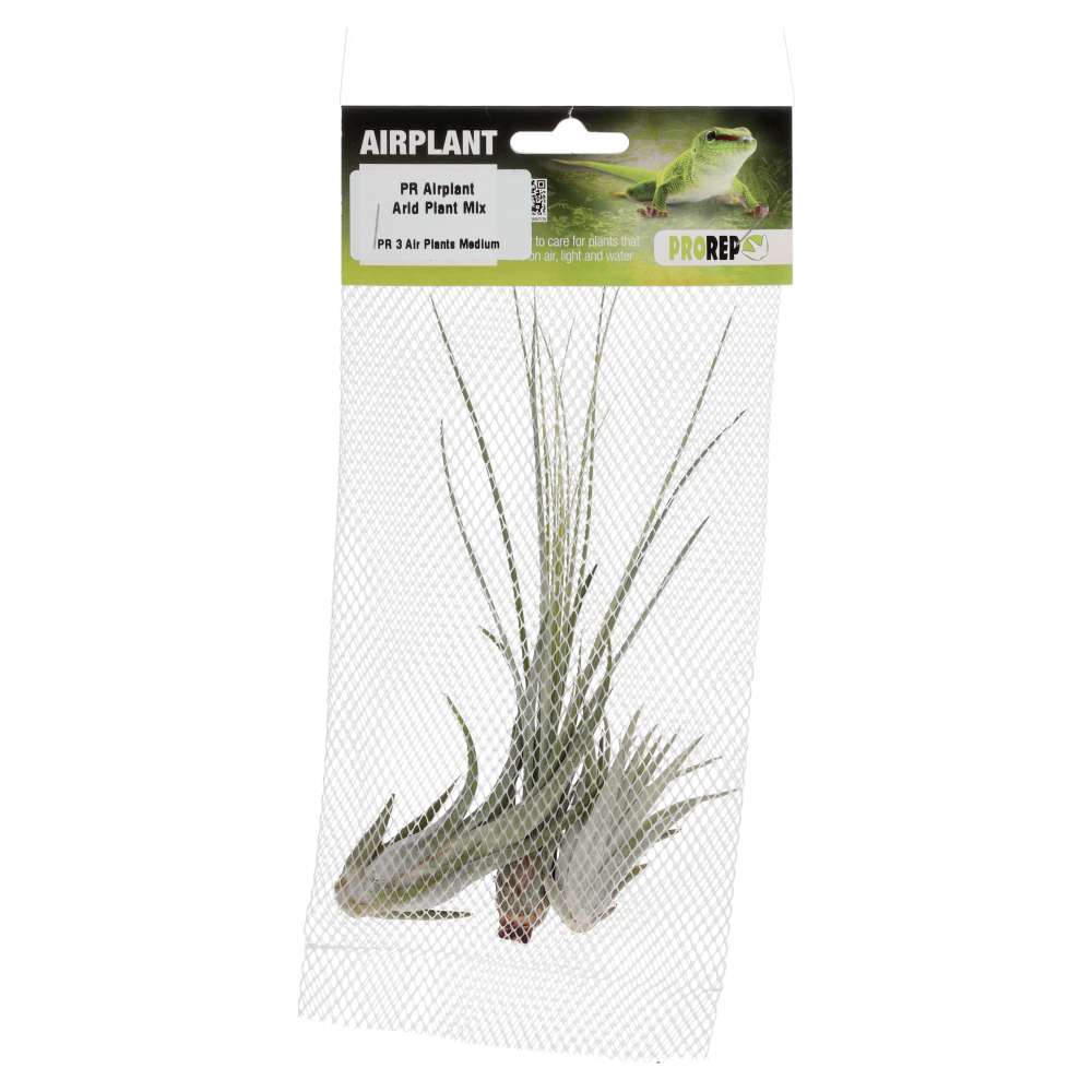 PR Airplant Arid Plant Mix (3 medium plants)