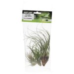 PR Airplant Jungle Plant Mix (3 medium plants)