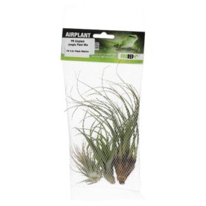 PR Airplant Jungle Plant Mix (3 medium plants)