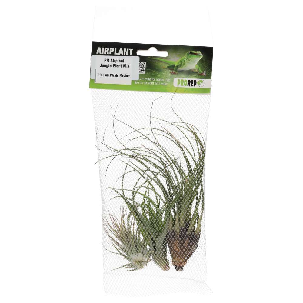 PR Airplant Jungle Plant Mix (3 medium plants)