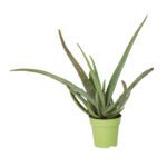 PR Live plant. Aloe Vera (Large)