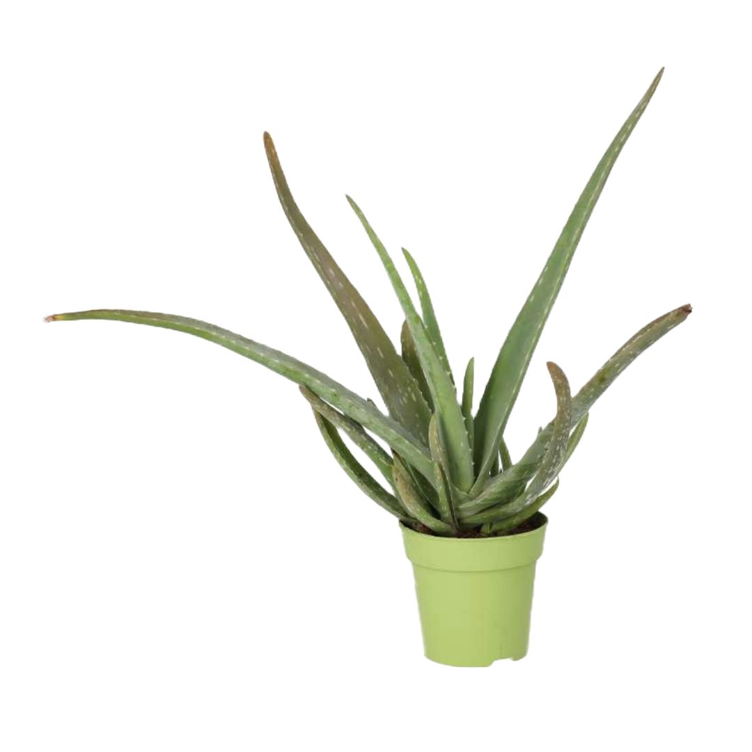 PR Live plant. Aloe Vera (Large)