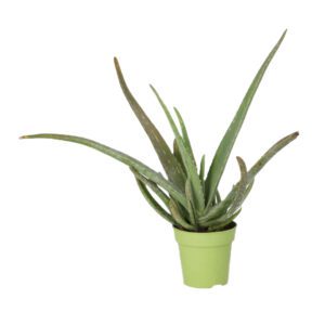 PR Live plant. Aloe Vera (Medium)