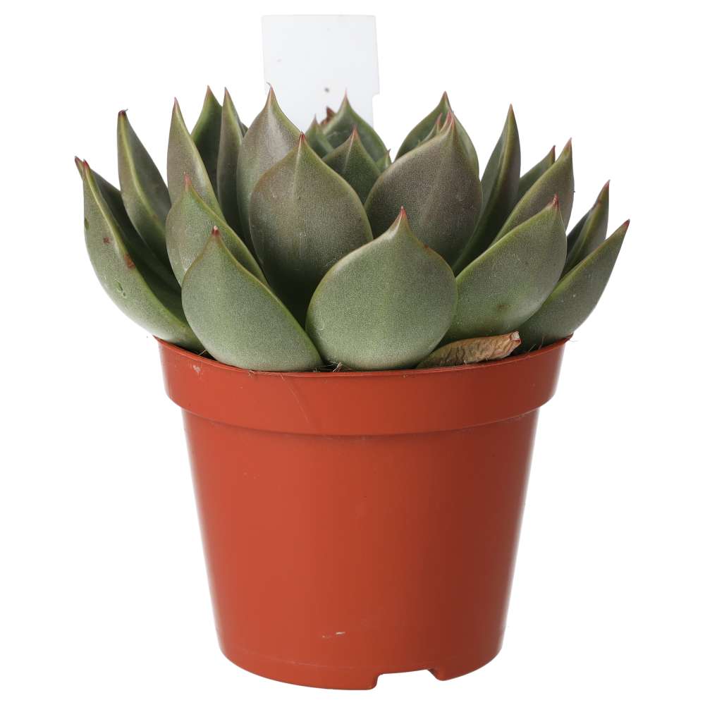 PR Live plant. Echeveria agavoides (Medium)