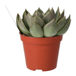 PR Live plant. Molded Wax Agave (Medium)