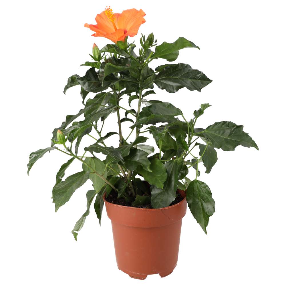 PR Live plant. Hibiscus (Large)