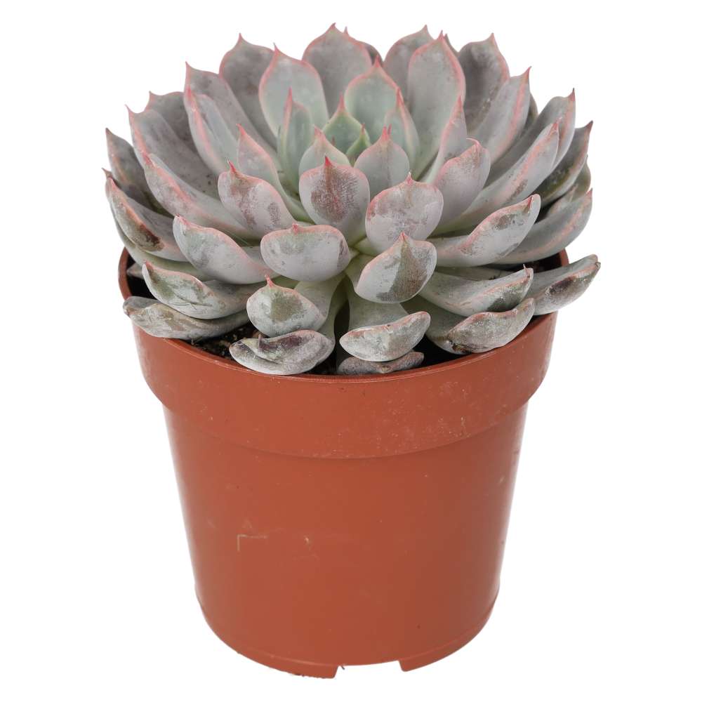 PR Live plant. Echeveria setosa (8.5cm pot)