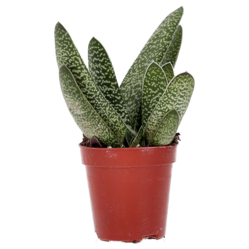 PR Live plant. Gasteria 