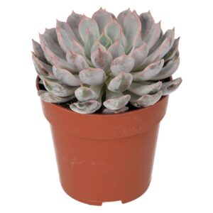 PR Live plant. Mexican Firecracker (Medium)