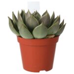 PR Live plant. Molded Wax Agave (Medium)