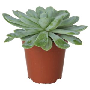 PR Live plant. Molded Wax Agave (Small)
