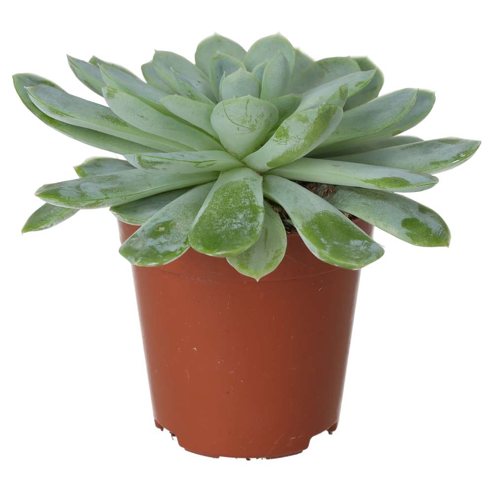 PR Live plant. Molded Wax Agave (Small)