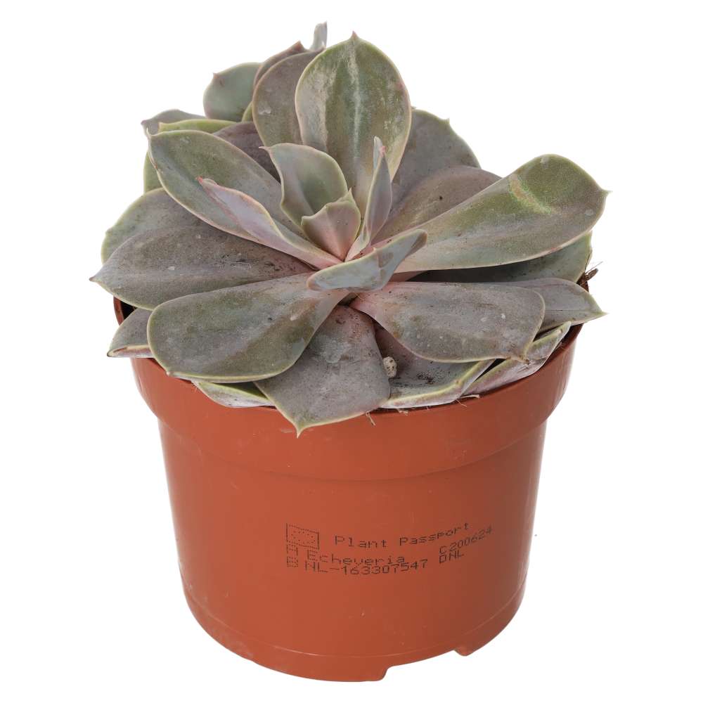 PR Live plant. Purple Echeveria (Large)