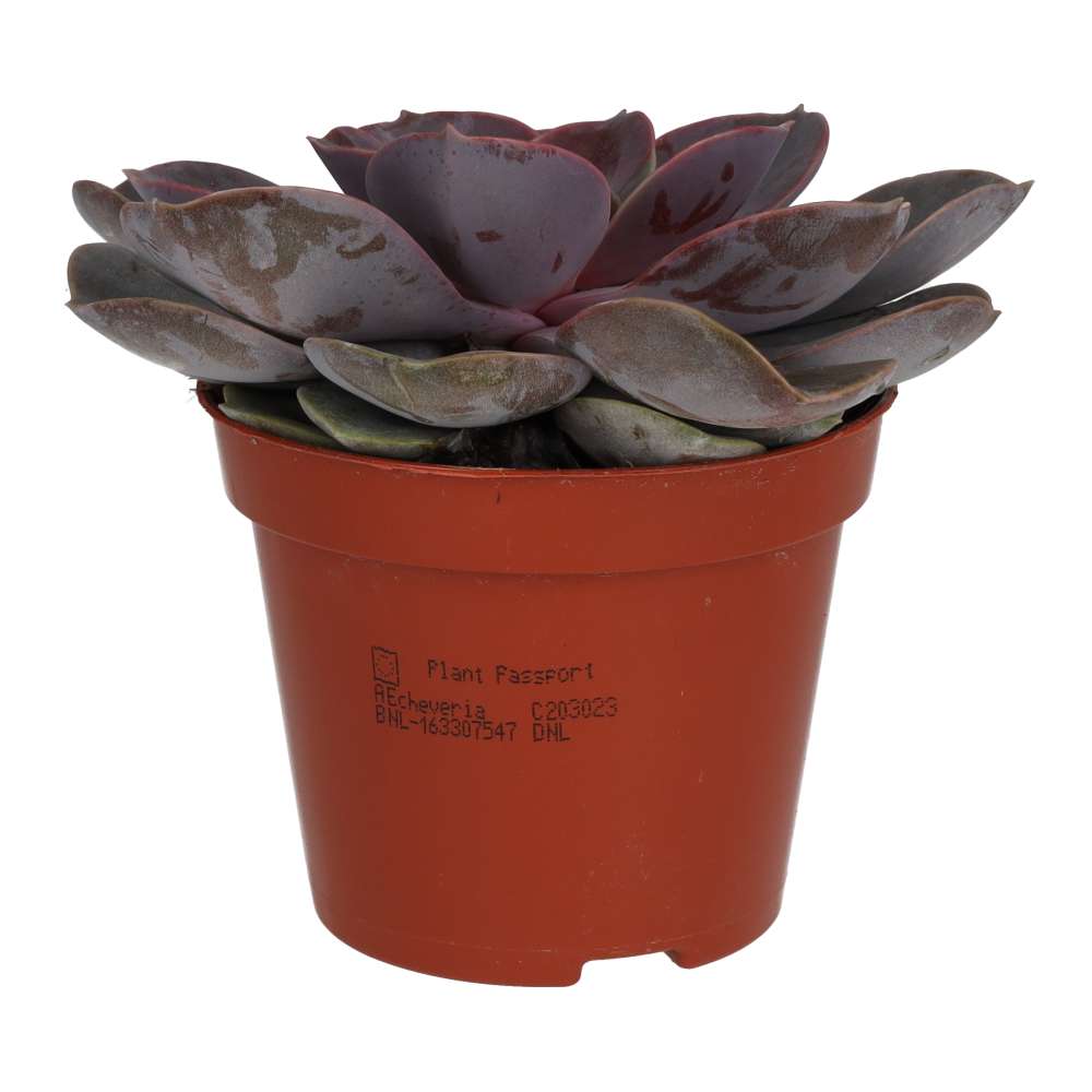 PR Live plant. Purple Echeveria (Medium)