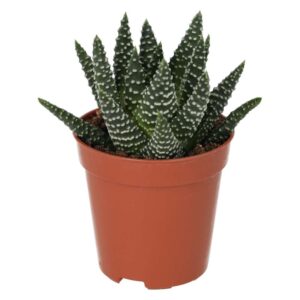 PR Live plant. Pearl Plant (Medium)